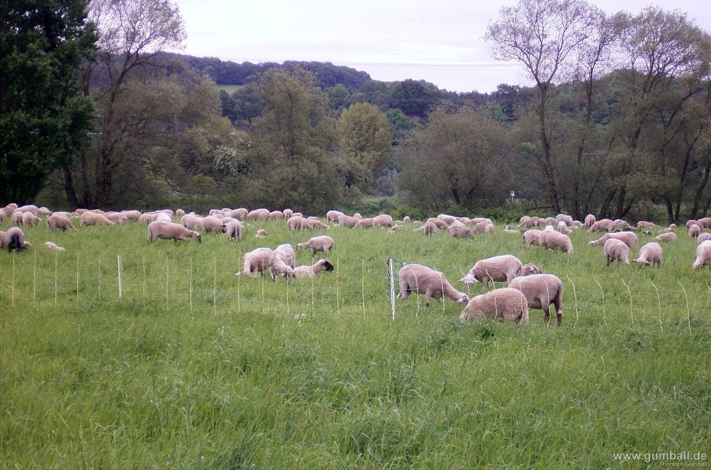 Schafe An Der Ruhr