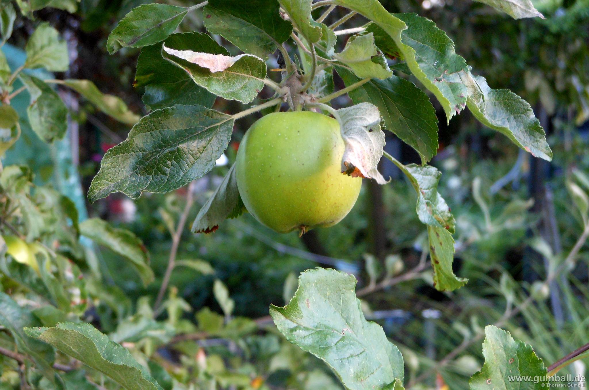 Apfel Im Schrebergarten
